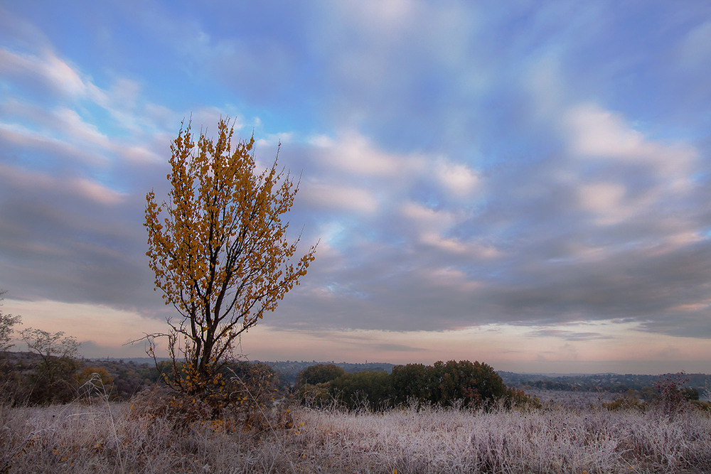 Фотографія Золоте дерево. / Олександр Ігнатьєв / photographers.ua