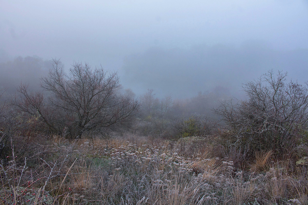 Фотографія Тумані барви листопада. / Олександр Ігнатьєв / photographers.ua
