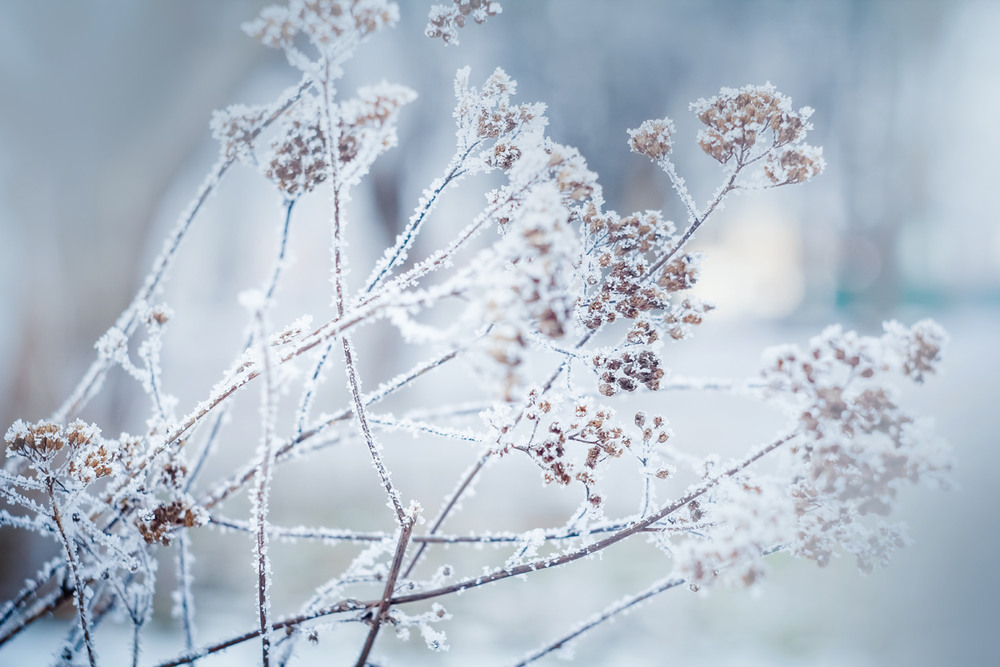 Фотографія Мороз одел цветы в белые одежды / Алена Будковская / photographers.ua
