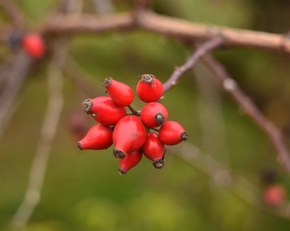 Фотографія Лесная  аптека (рус). "Зелена аптека або лісова" (укр.) или Дары природы. / V.@-prostophotographer Vadim / photographers.ua