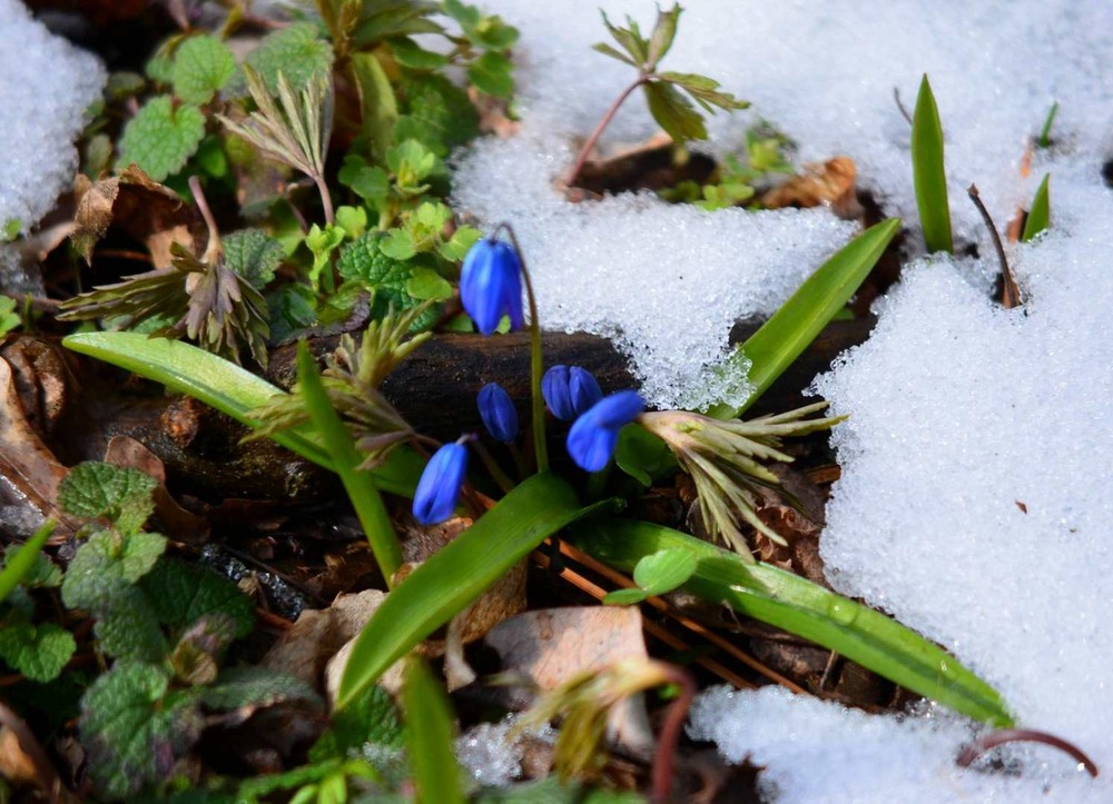 Фотографія Вот такая весна.... / V.@-prostophotographer Vadim / photographers.ua
