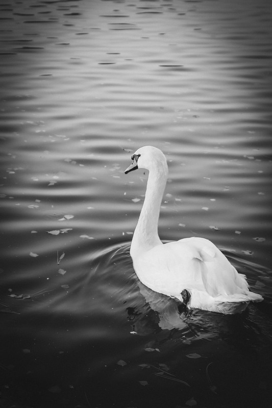 Фотографія white swan / Тамара Черток / photographers.ua