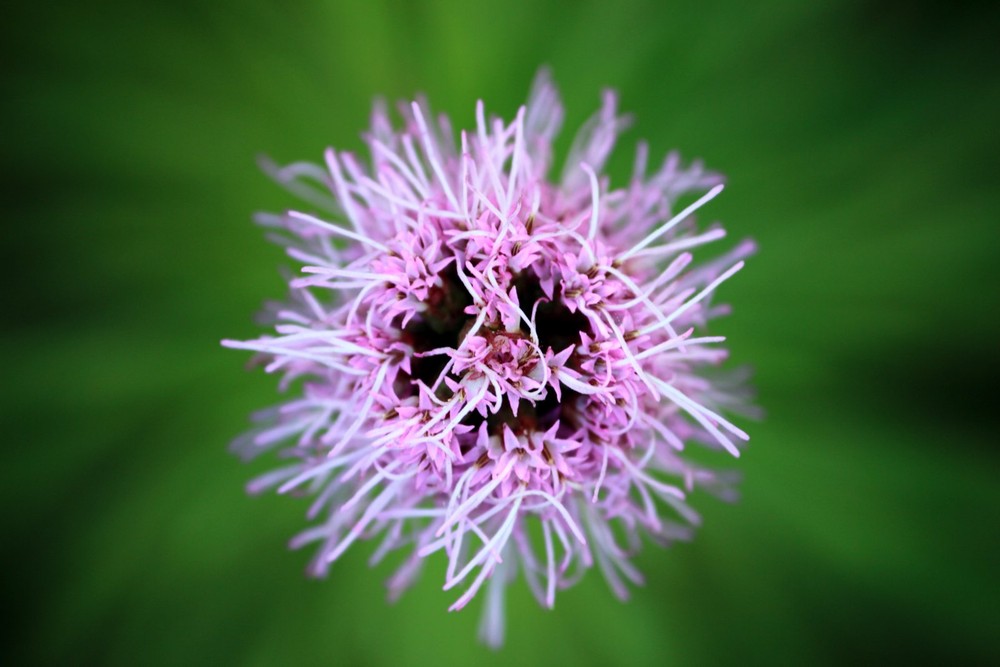 Фотографія Печальна цветуёвинка / Jk s / photographers.ua