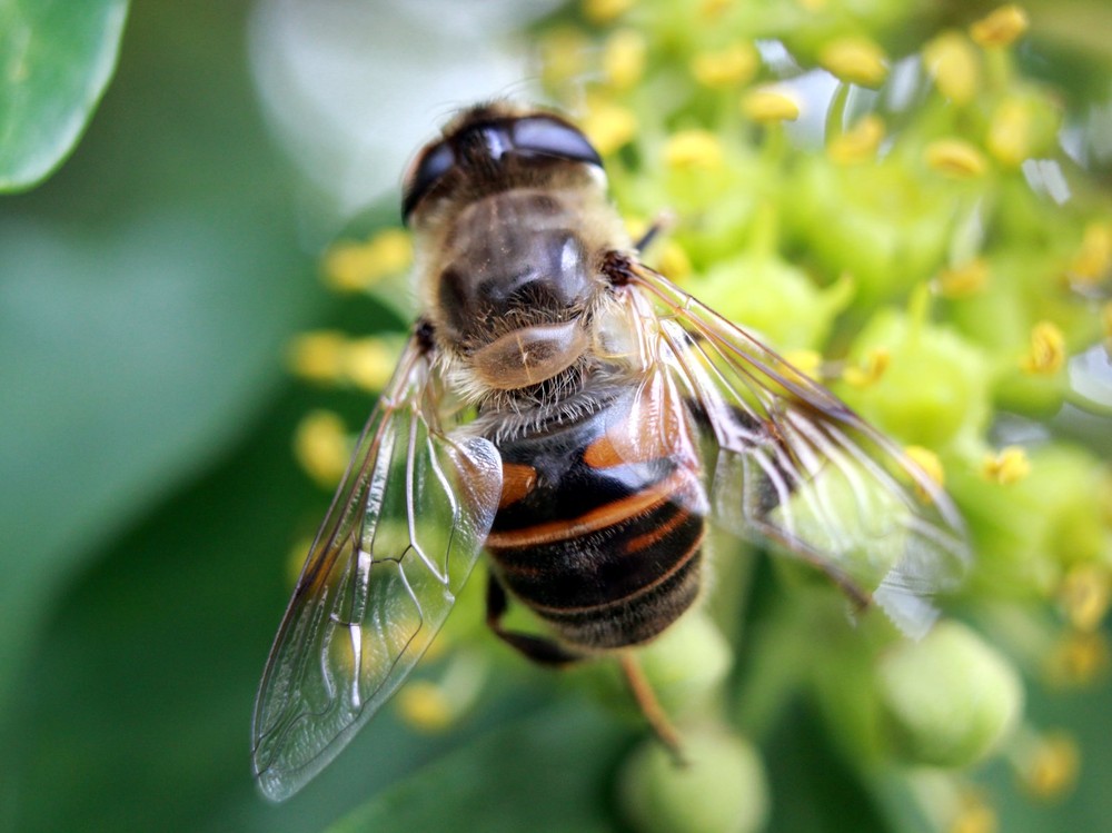 Фотографія Шершень / Jk s / photographers.ua