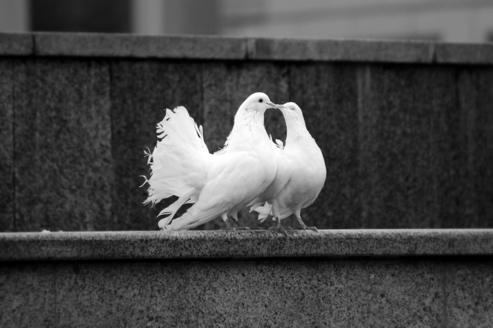 Фотографія Birds in Love / Jk s / photographers.ua