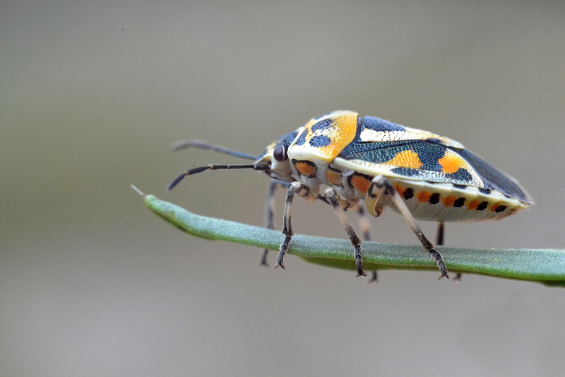 Фотографія Жучок / Александр Клеймёнов / photographers.ua