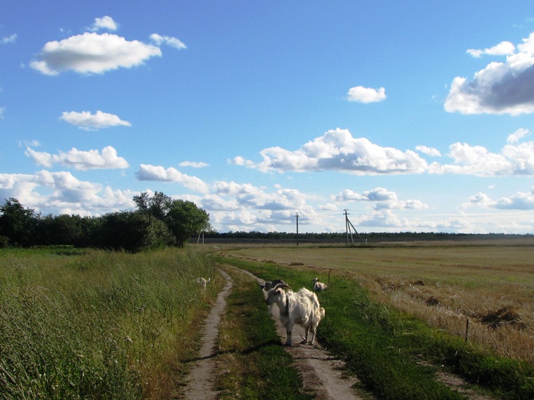Фотографія хорошо в селе родном / JULIYA SOROKA / photographers.ua