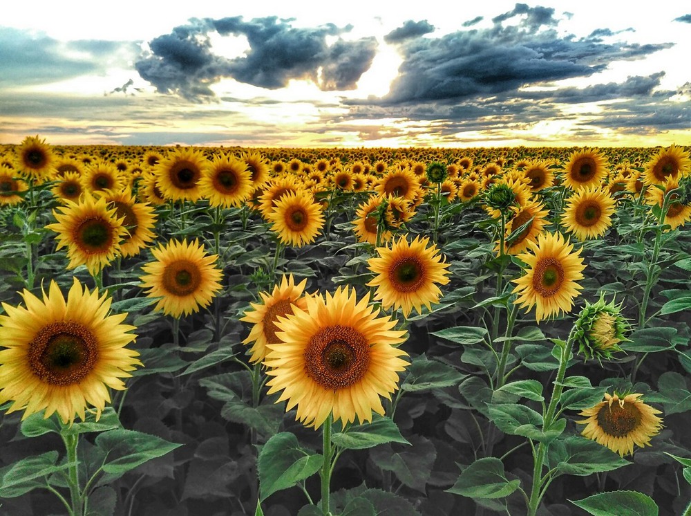 Фотографія Atomic Sunflower Sunset / Alex Sparky / photographers.ua