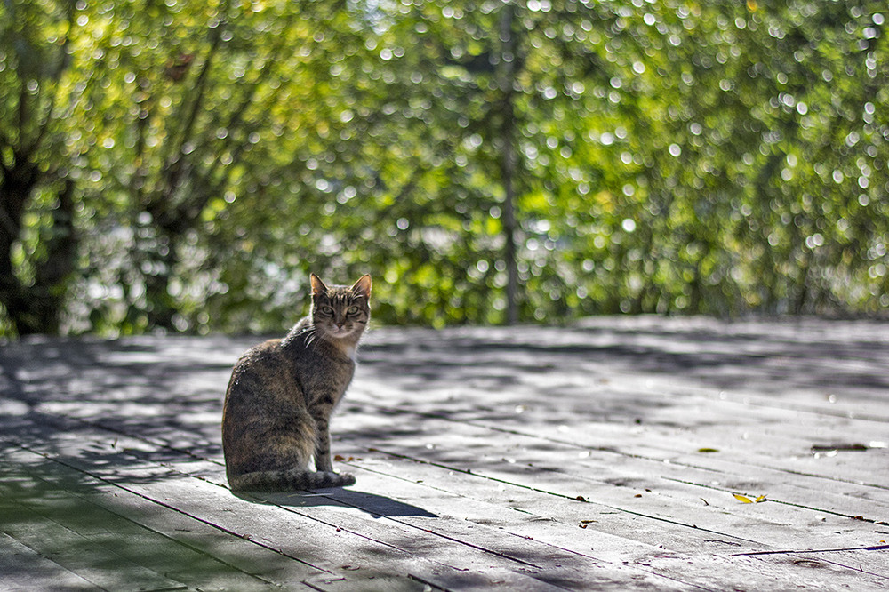Фотографія Портрет кота / Alex Sparky / photographers.ua