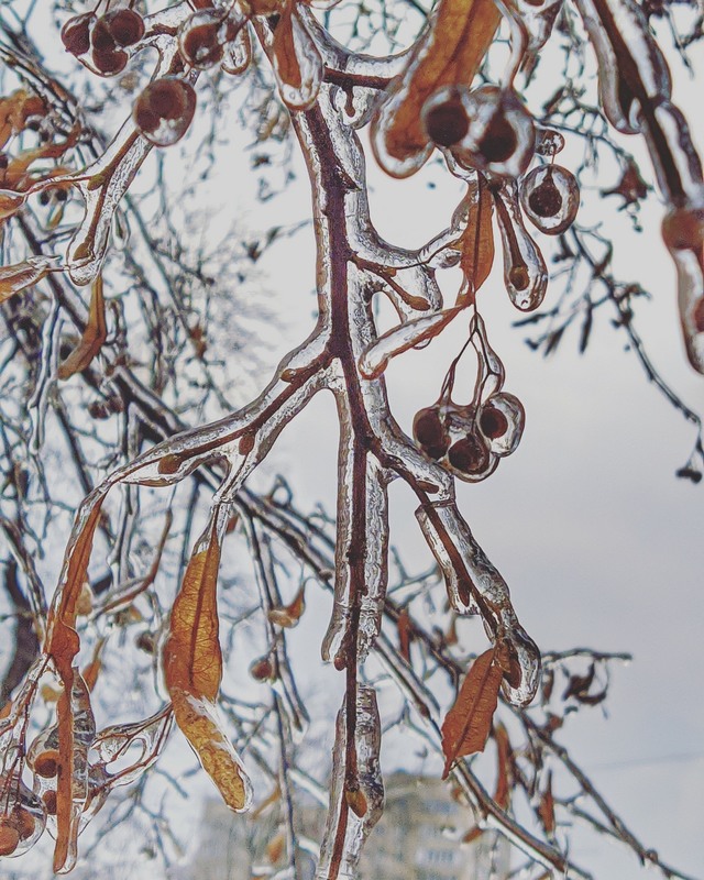 Фотографія Ложка мёда в этом ледяном царстве / Alex Sparky / photographers.ua
