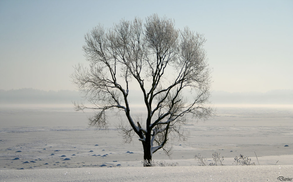 Фотографія Один среди зимы / Darius Kulpin'as / photographers.ua