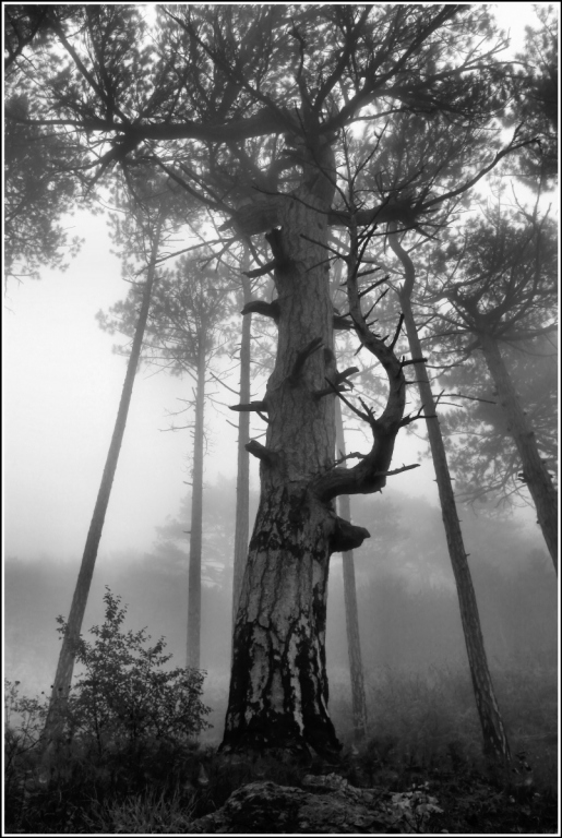 Фотографія сосна в тумане / Larry Kwin / photographers.ua