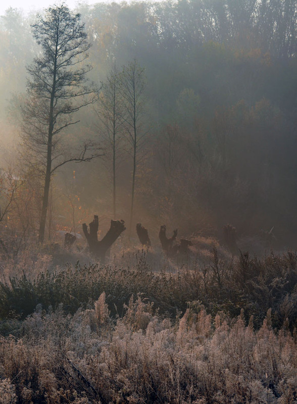 Фотографія утро туманное / Виталий Бондарь (MorboN) / photographers.ua