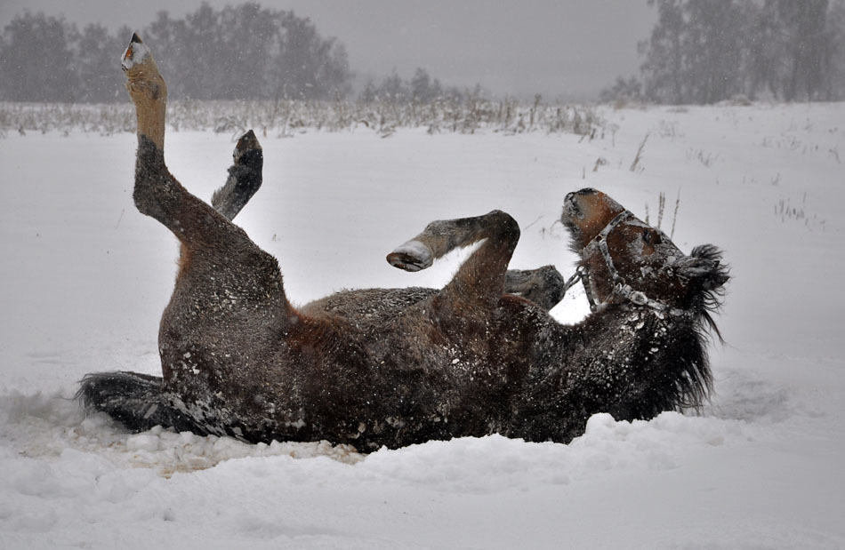 Фотографія ...и конь не валялся / Виталий Бондарь (MorboN) / photographers.ua