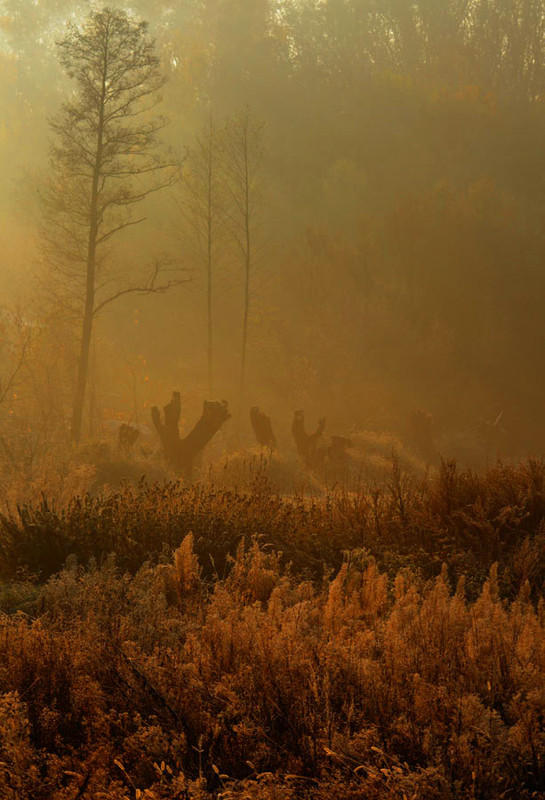 Фотографія осенний туман / Виталий Бондарь (MorboN) / photographers.ua