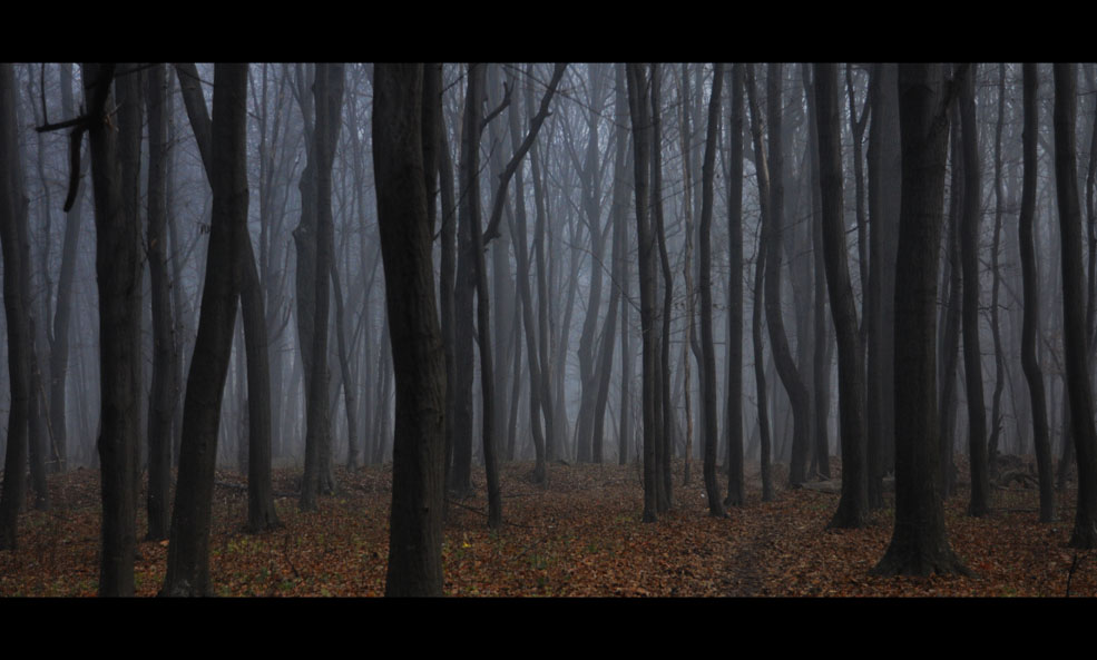 Фотографія лес / Виталий Бондарь (MorboN) / photographers.ua