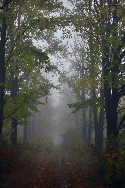Фотографія осень туманная / Виталий Бондарь (MorboN) / photographers.ua