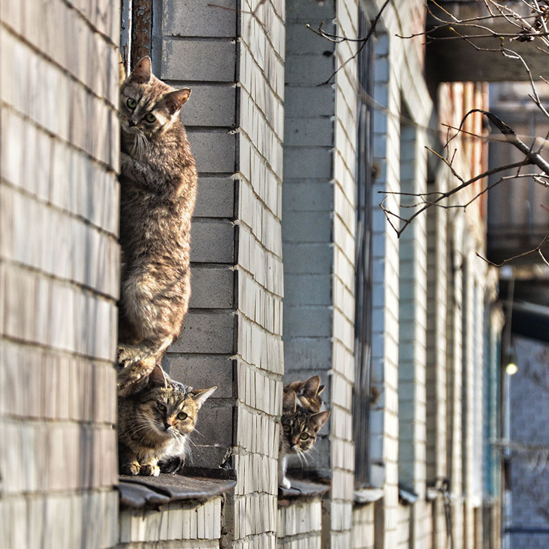 Фотографія cats / Виталий Бондарь (MorboN) / photographers.ua
