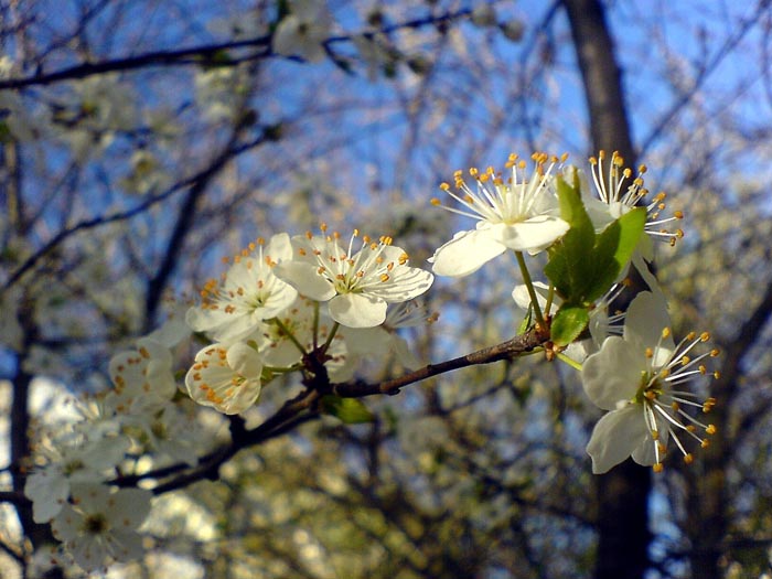 Фотографія ..ще одна весна... / Тетяна Ма / photographers.ua