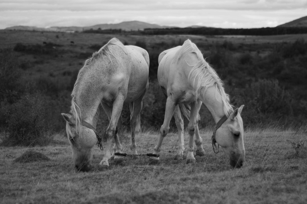 Фотографія Животные / Кіш Іван / photographers.ua