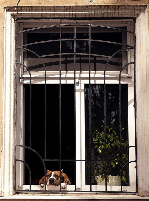 Фотографія собачья грусть / Александра Агрикова / photographers.ua