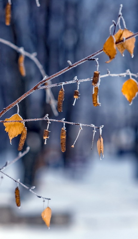 Фотографія Причуды зимы / Рыжая Соня / photographers.ua