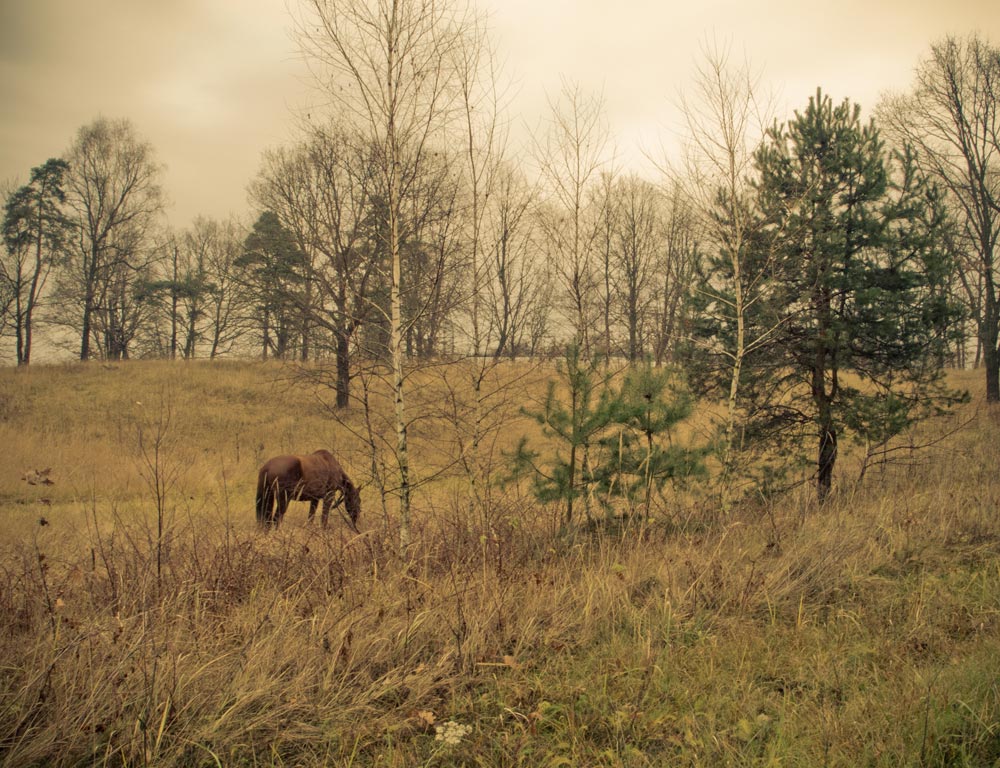Фотографія Ой чий то кінь стоїть.... / Zyoma / photographers.ua