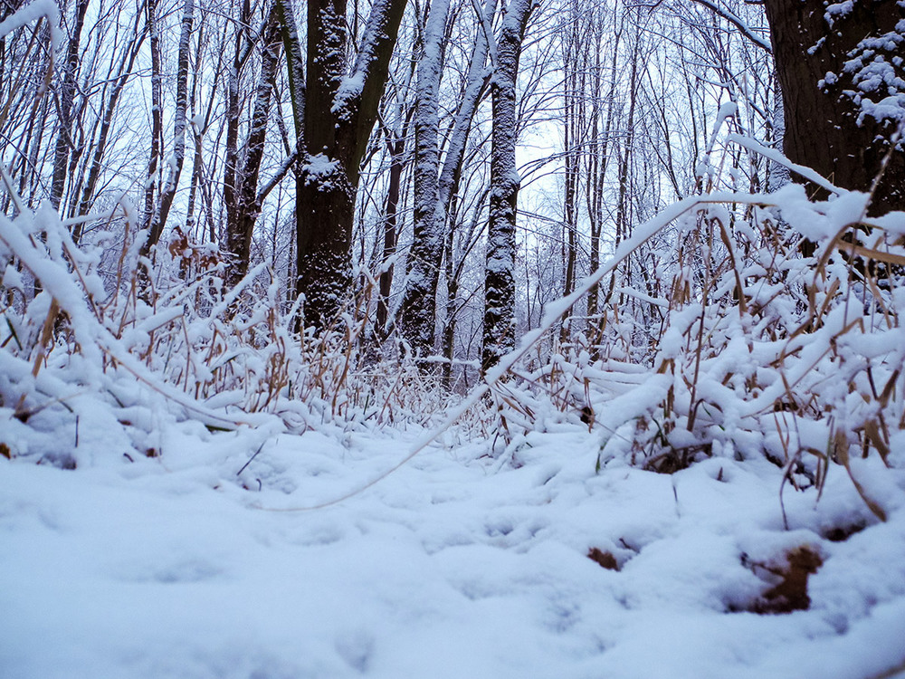 Фотографія Трішки снігу / Zyoma / photographers.ua