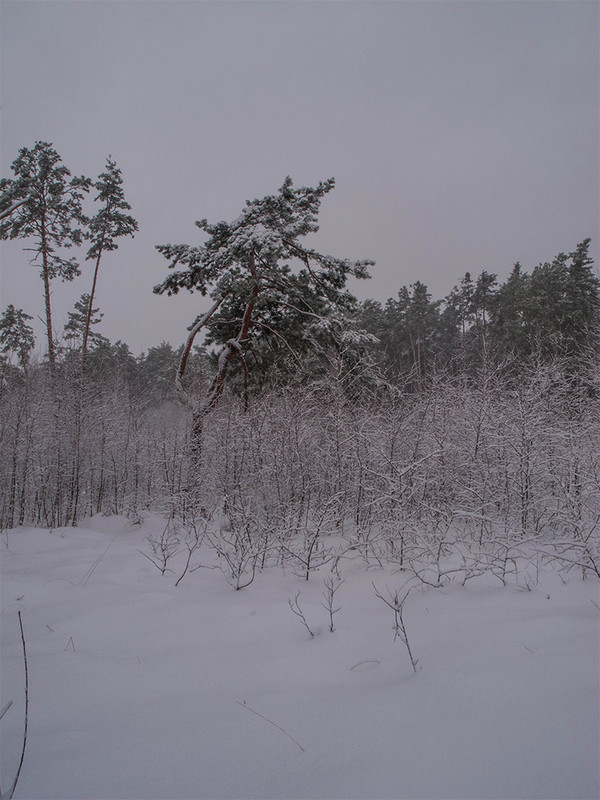 Фотографія зимовий ліс / Zyoma / photographers.ua