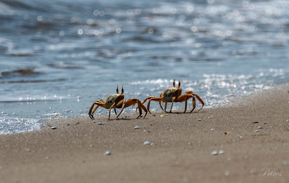 Фотографія The Crabs / Petro Brytan / photographers.ua