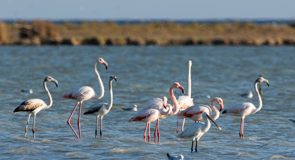 Фотографія Great Flamingos / Petro Brytan / photographers.ua