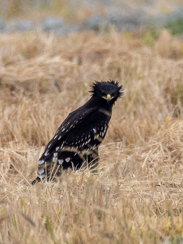 Фотографія Lesser Spotted Eagle / Petro Brytan / photographers.ua