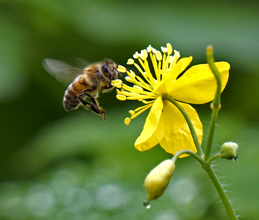 Фотографія пчелка / Виталий Ставаш / photographers.ua