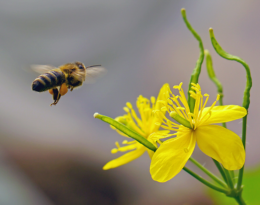Фотографія Цветочек с пчелкой / Виталий Ставаш / photographers.ua