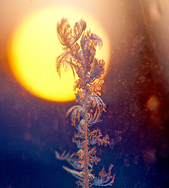 Фотографія зимние цветы / Виталий Ставаш / photographers.ua