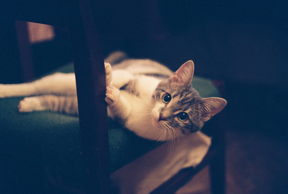 Фотографія Животные / Андрей Голотюк / photographers.ua