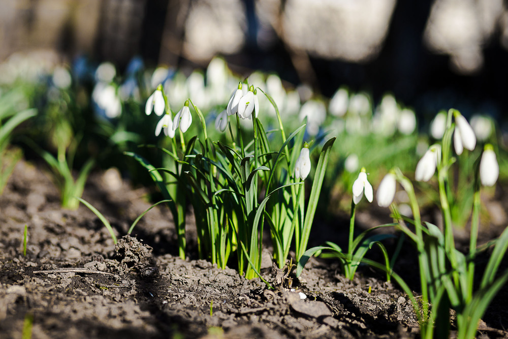 Фотографія Весняні квіти 2 / Ірина Вонсович / photographers.ua