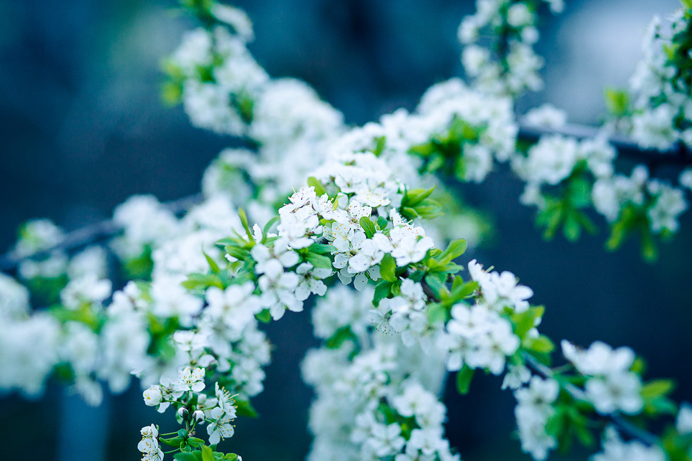 Фотографія Весна, цвіт сливи / Ірина Вонсович / photographers.ua