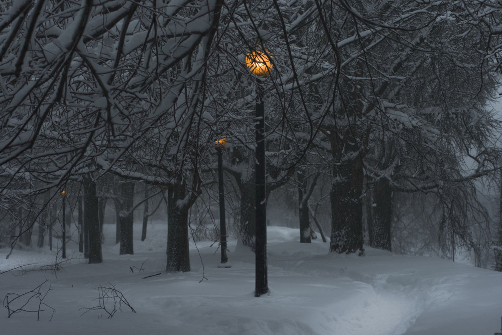 Фотографія зимний парк / Вiктор Степаненко / photographers.ua