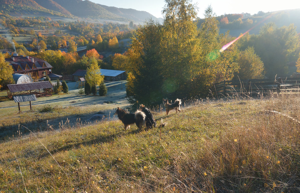 Фотографія Пейзаж с собаками и зайцами:) / A.G.(Алекс@ндр) / photographers.ua