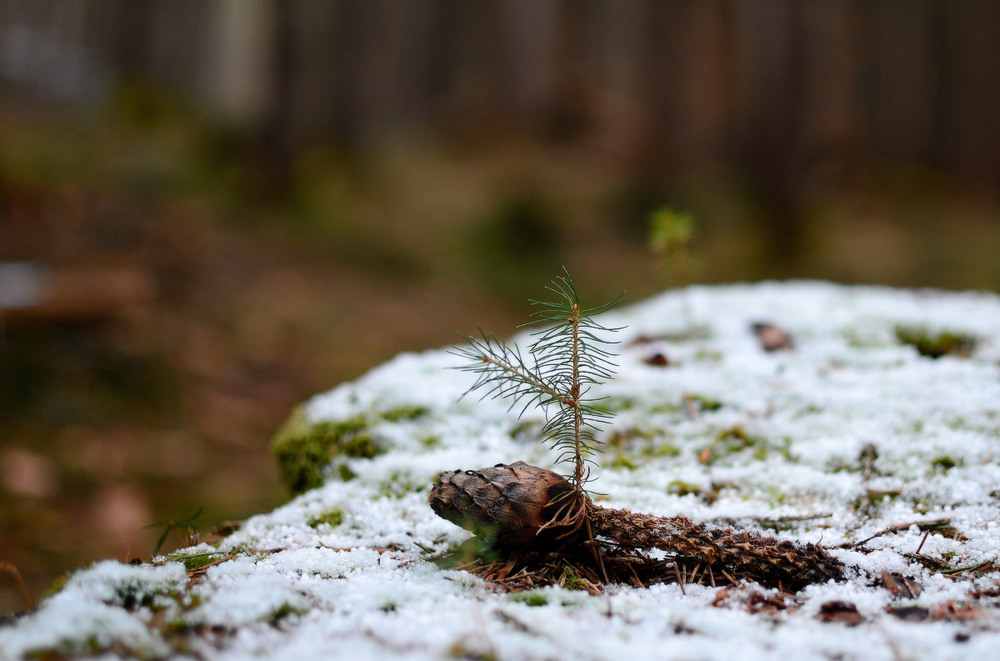 Фотографія В лесу родилась елочка... / A.G.(Алекс@ндр) / photographers.ua