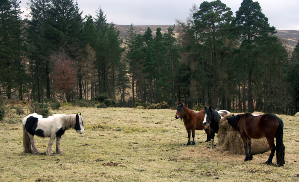 Фотографія О! белый пришел... / Julia Romanenko / photographers.ua