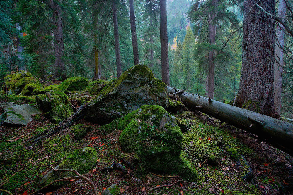 Фотографія Deep Forest / Ляпин Владимир / photographers.ua