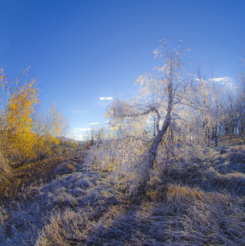 Фотографія где-то между осенью и зимой... / Mikhailova / photographers.ua