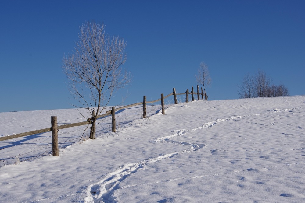 Фотографія следы на снегу / Mikhailova / photographers.ua