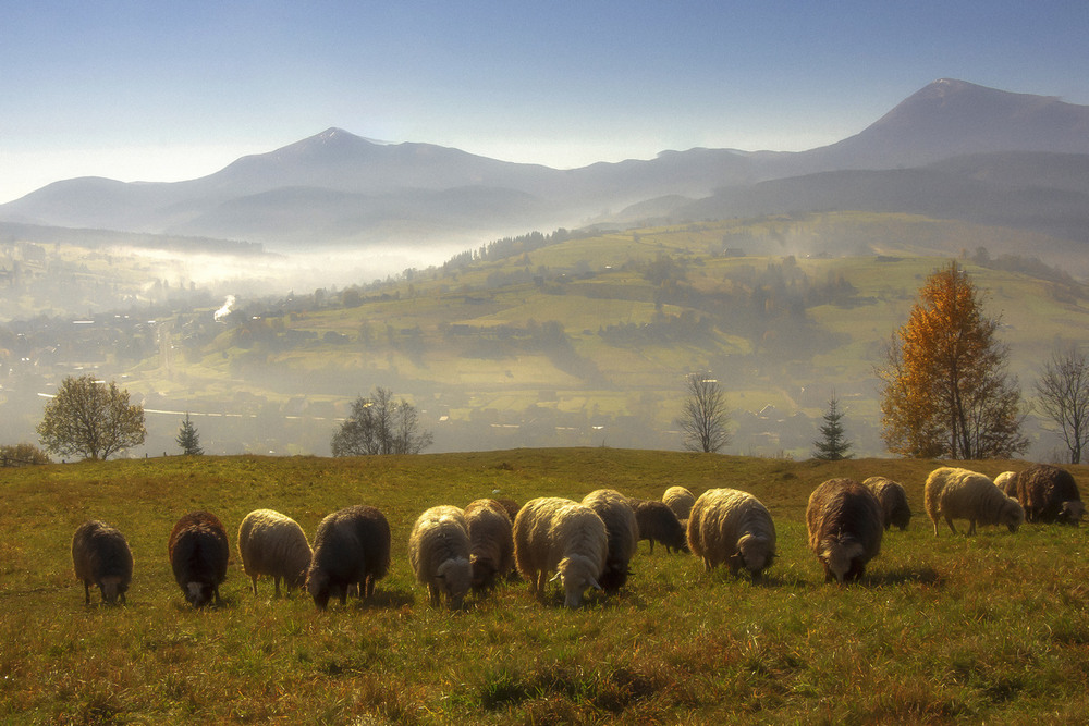 Фотографія "Вівці, мої вівці..." (с) / Mikhailova / photographers.ua