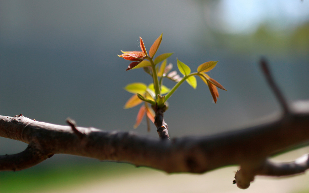 Фотографія Серія "Маленький куточок природи". Ще малий... / Edward / photographers.ua
