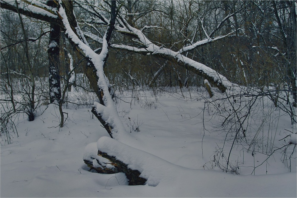 Фотографія Снігова ковдра / Edward / photographers.ua