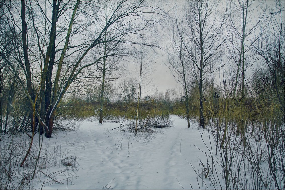 Фотографія Зимовими тропами / Edward / photographers.ua