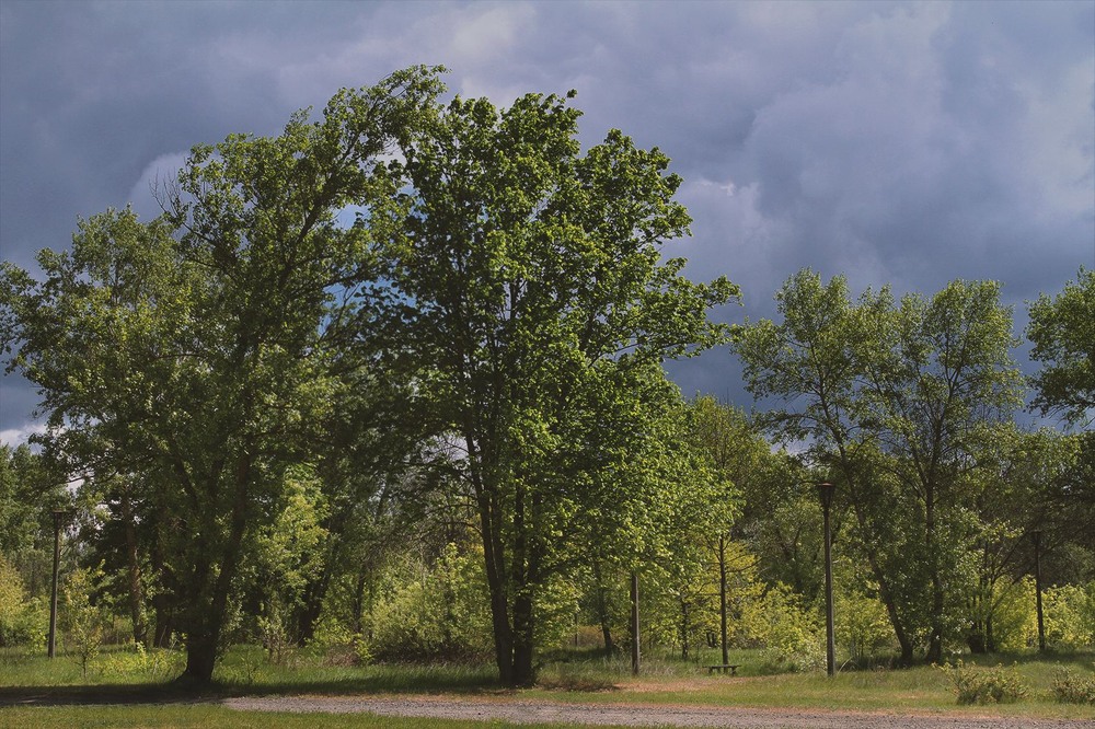 Фотографія Серія "Паркові походеньки". Коли дерева обіймаються. / Edward / photographers.ua